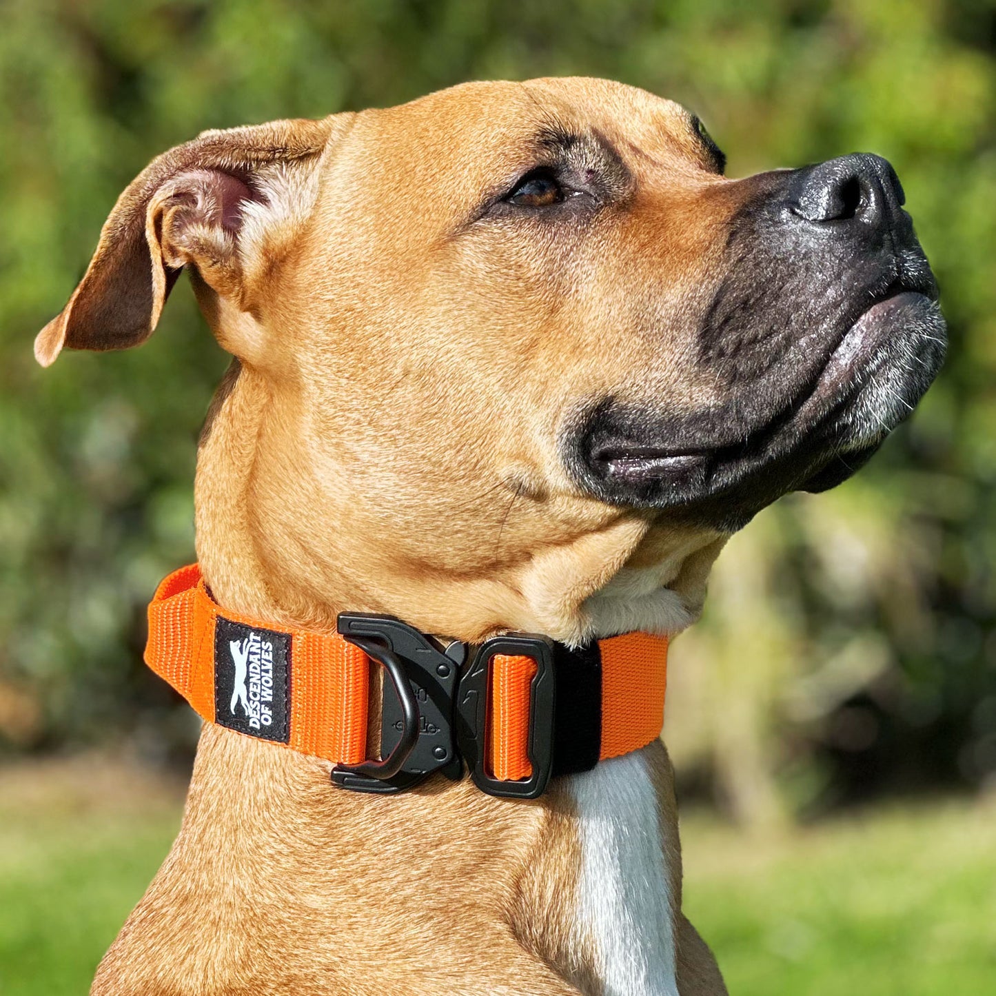 Companion line tactical control collar 38mm durable dog gear