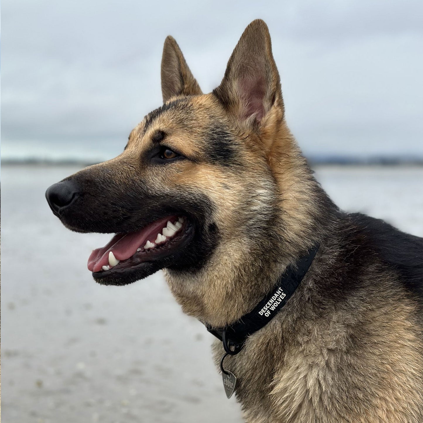 Tactical PVC Collar | 25mm Width - descendantofwolves