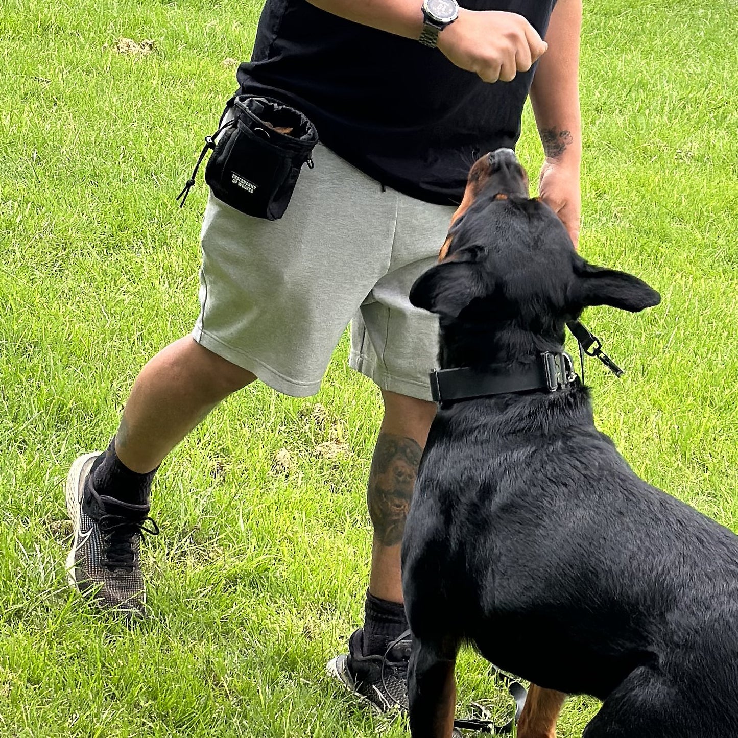 tzctical dog training reward pouch NZ