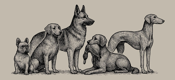 START SMART: CHOOSING THE RIGHT DOG FOR YOUR LIFESTYLE