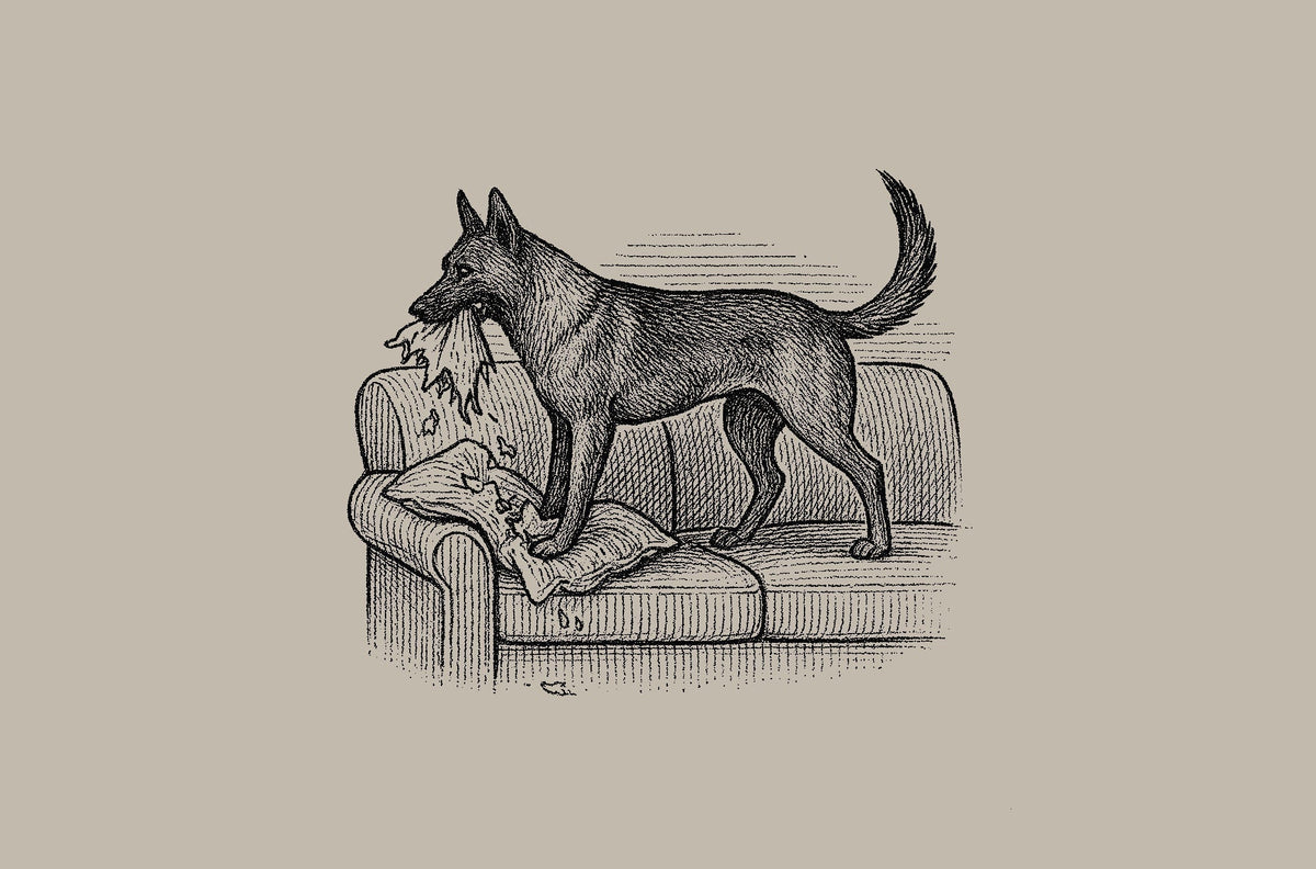 CHOOSING THE RIGHT DOG FOR YOUR LIFESTYLE