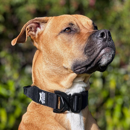 Companion line tactical control collar 38mm durable dog gear