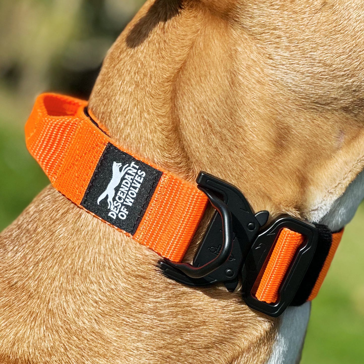 Companion line tactical control collar 38mm durable dog gear