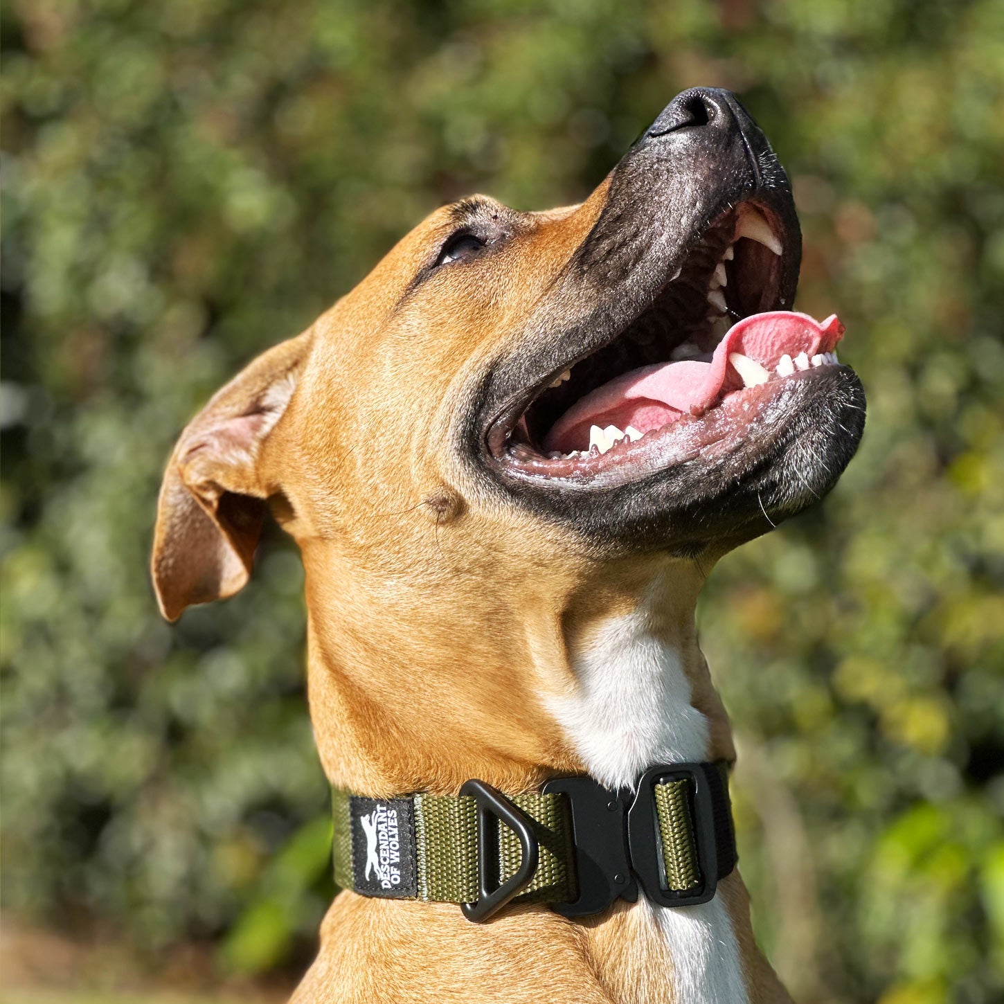 Companion tactical guard dog collar 38mm durable NZ gear