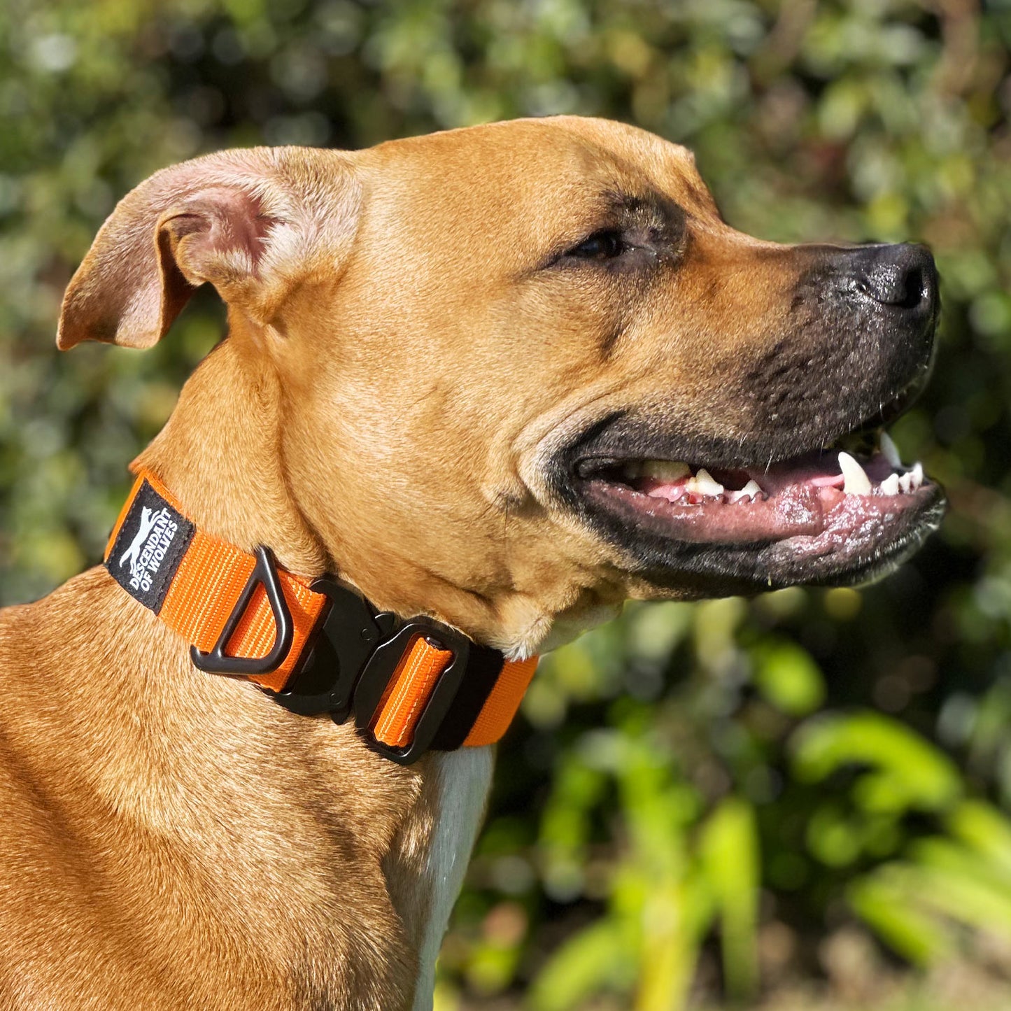 Companion tactical guard dog collar 38mm durable NZ gear