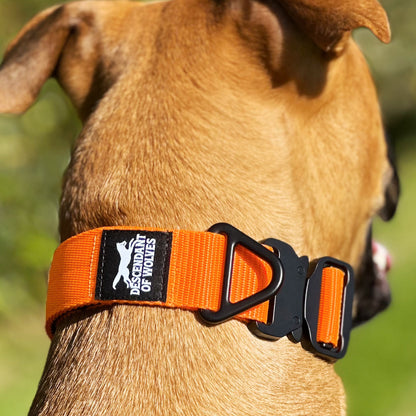 Companion tactical guard dog collar 38mm durable NZ gear