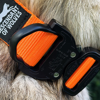 German Shepherd wearing 38mm tactical control dog collar NZ