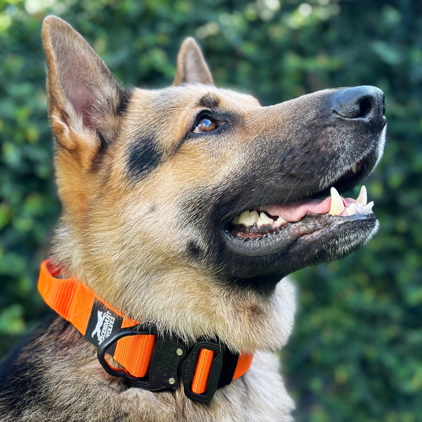 German Shepherd wearing 38mm tactical control dog collar NZ
