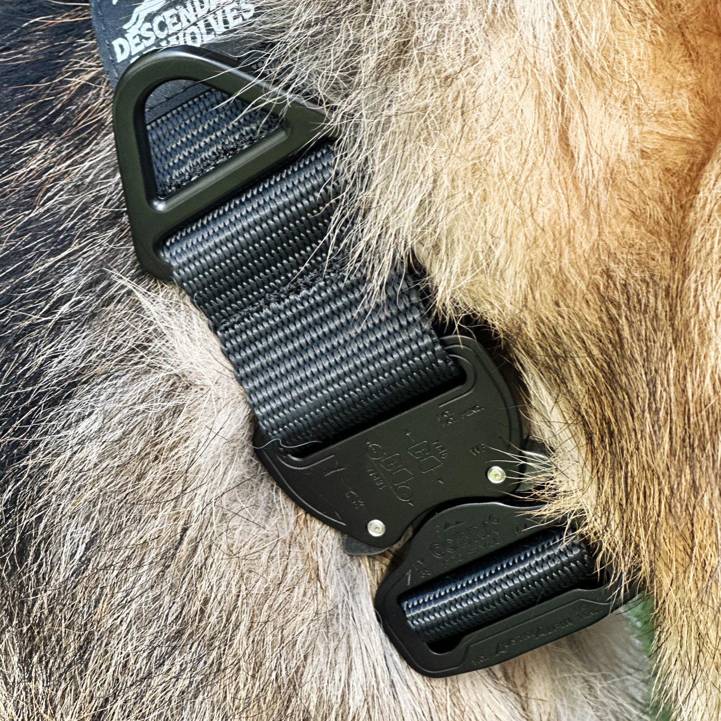 German Shepherd tactical guard collar 38mm working line NZ