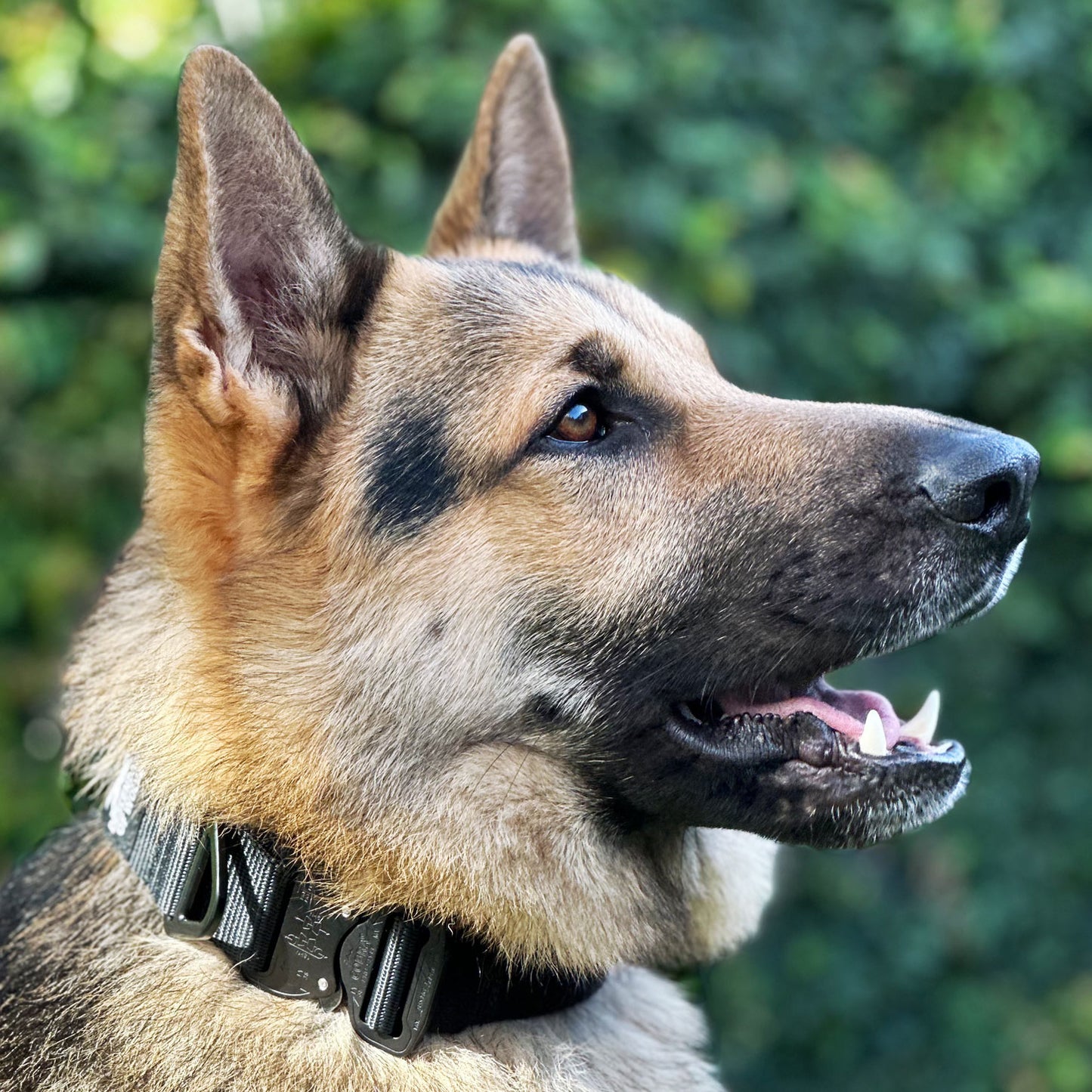 German Shepherd tactical guard collar 38mm working line NZ