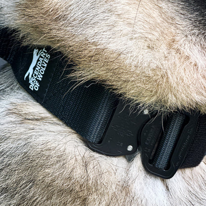 38mm pursuit tactical dog collar NZ-made for working dogs