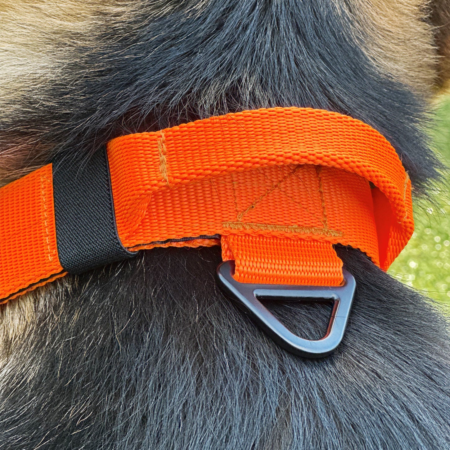 38mm pursuit tactical dog collar NZ-made for working dogs