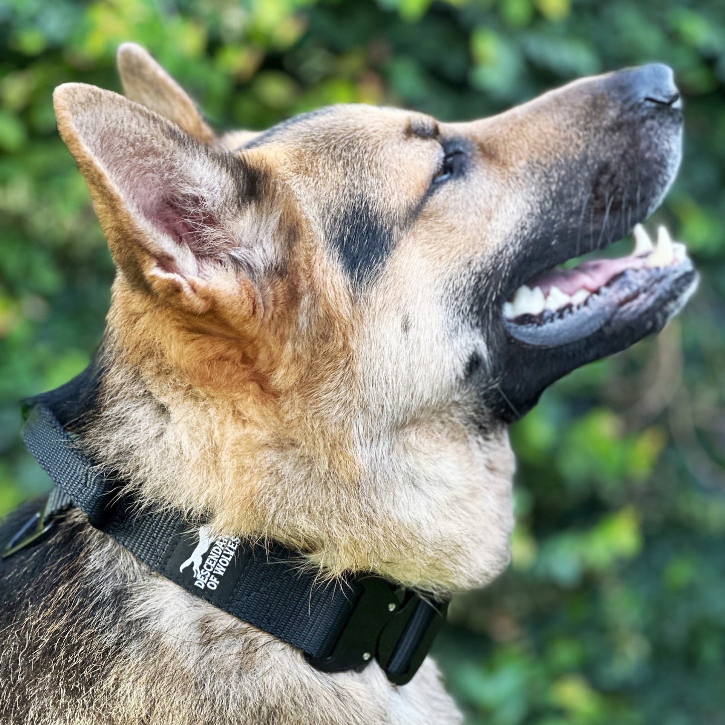 38mm pursuit tactical dog collar NZ-made for working dogs