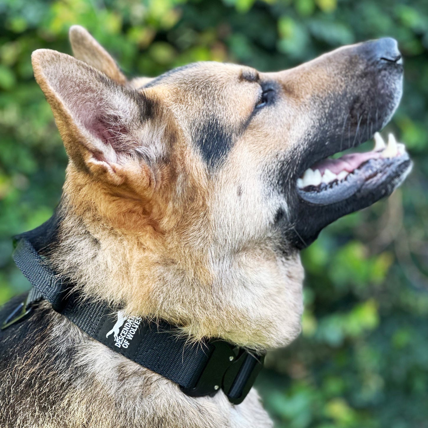 38mm pursuit tactical dog collar NZ-made for working dogs