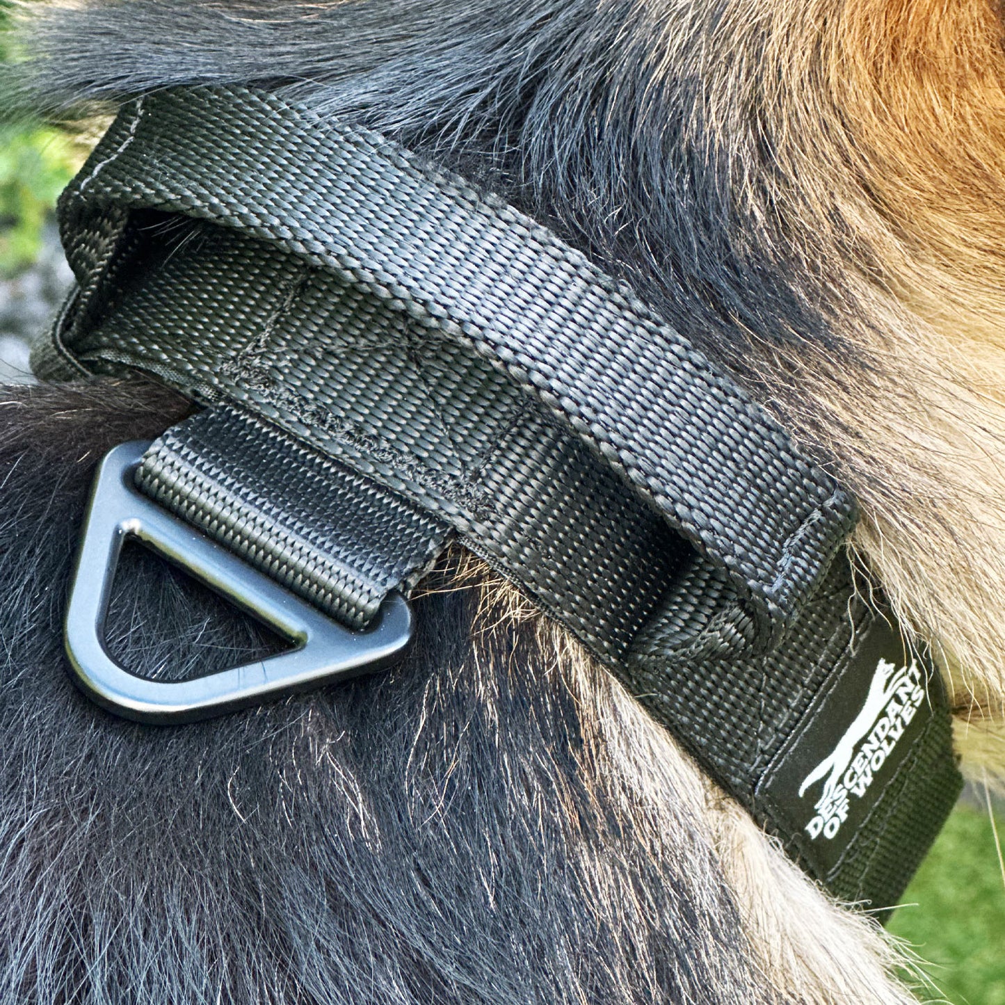 38mm pursuit tactical dog collar NZ-made for working dogs