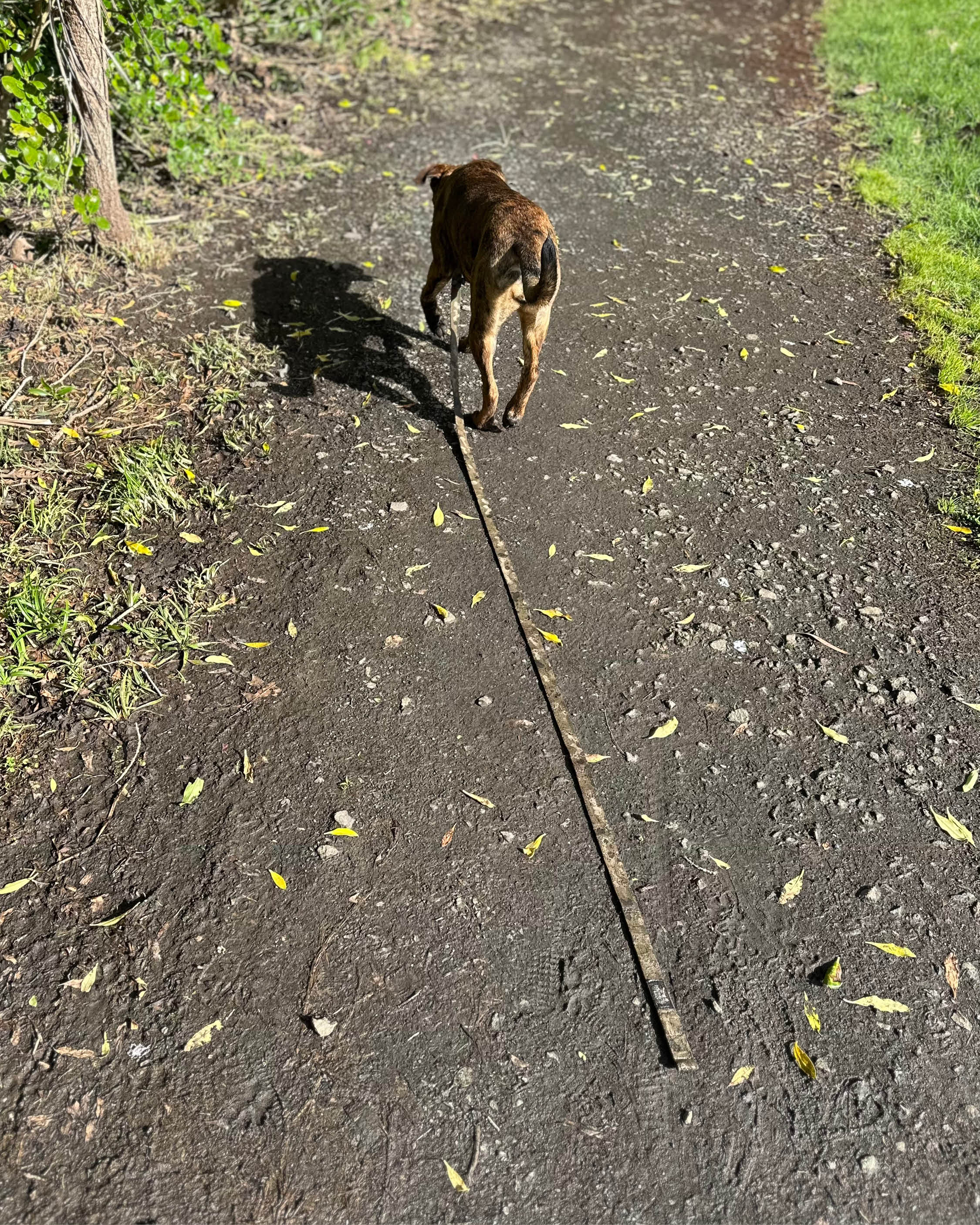 Tactical Adventure Lead