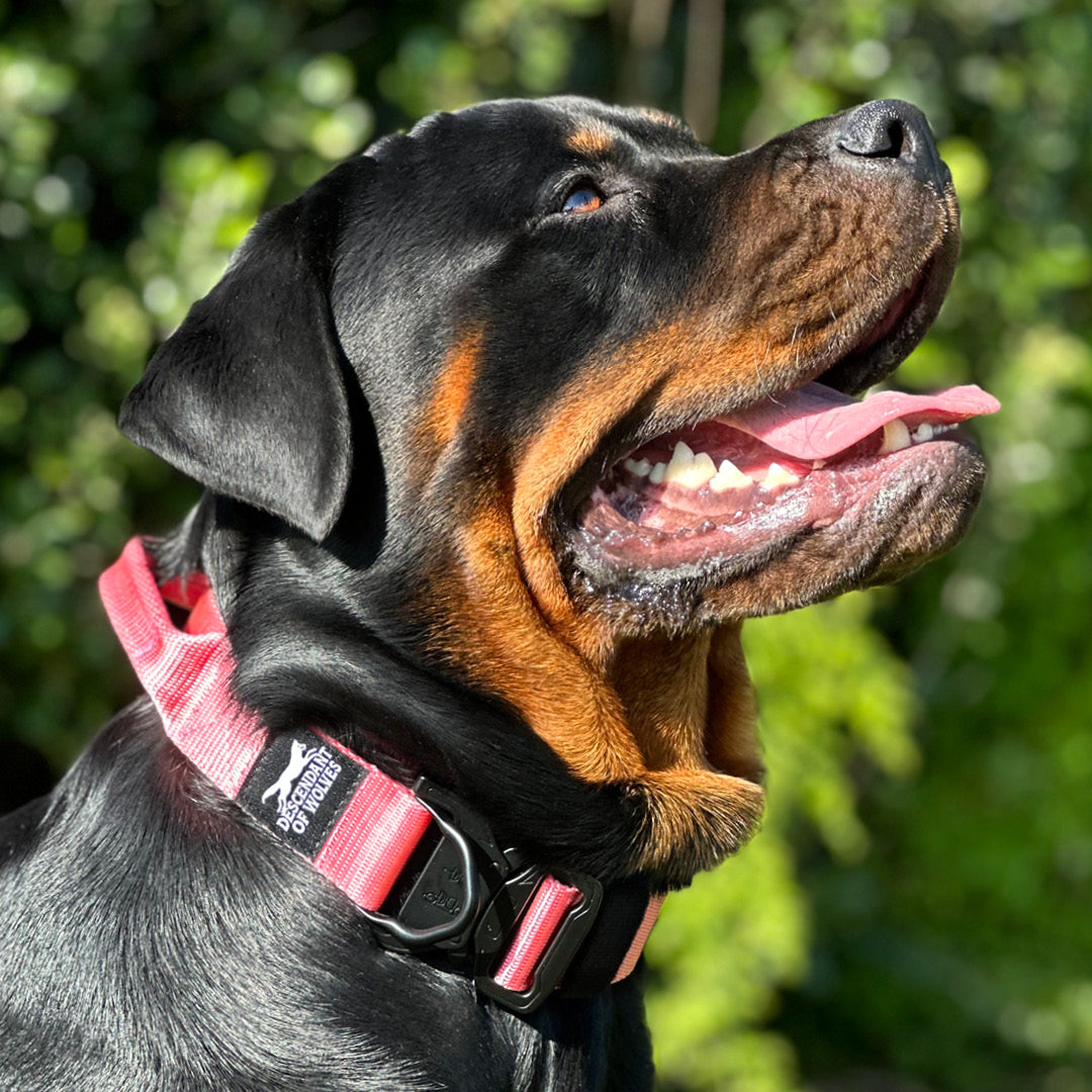 Companion line tactical control collar 38mm durable dog gear