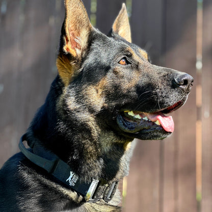 German Shepherd wearing 38mm tactical control dog collar NZ