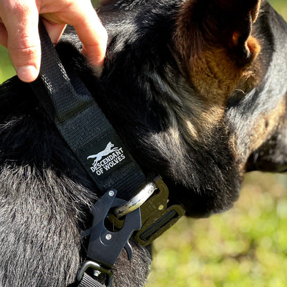 German Shepherd wearing 38mm tactical control dog collar NZ
