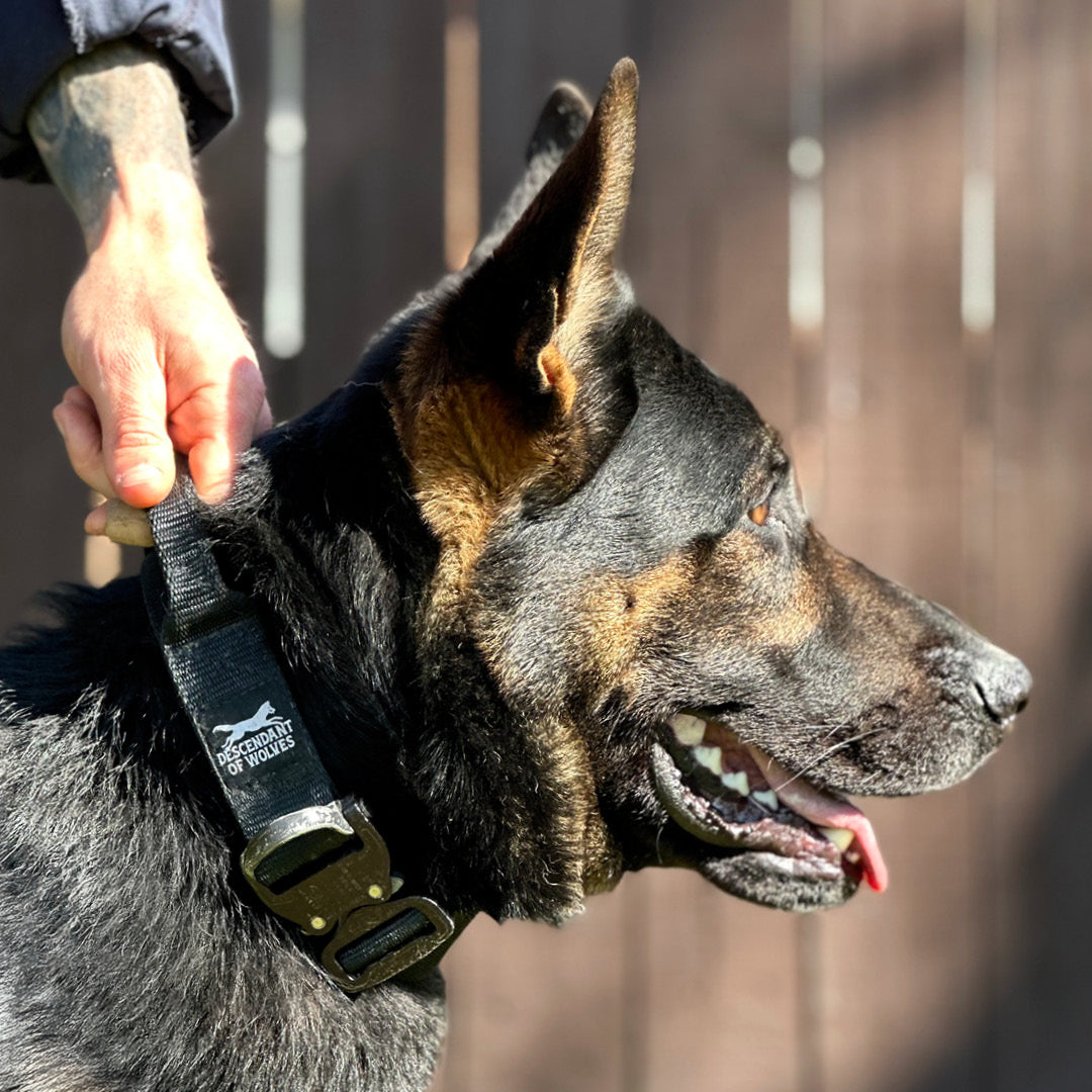 German Shepherd wearing 38mm tactical control dog collar NZ