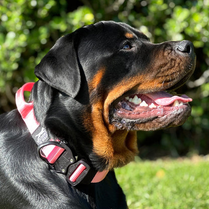 German Shepherd wearing 38mm tactical control dog collar NZ