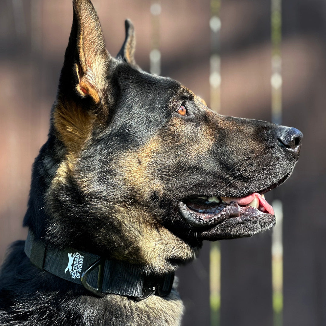 German Shepherd tactical guard collar 38mm working line NZ