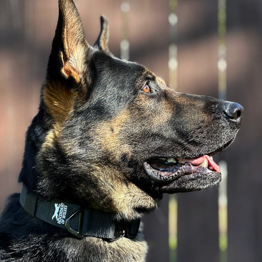 German Shepherd tactical guard collar 38mm working line NZ