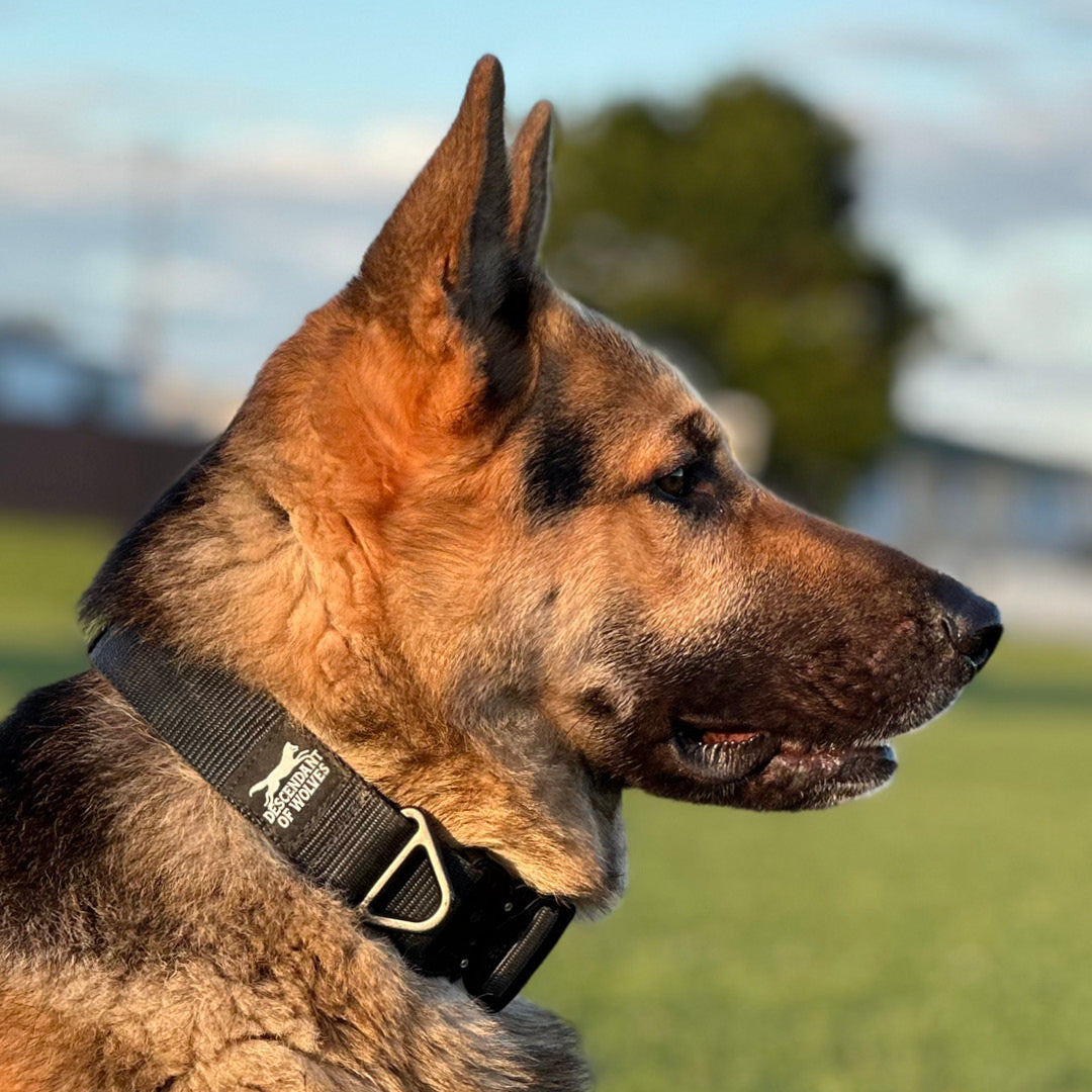 German Shepherd tactical guard collar 38mm working line NZ