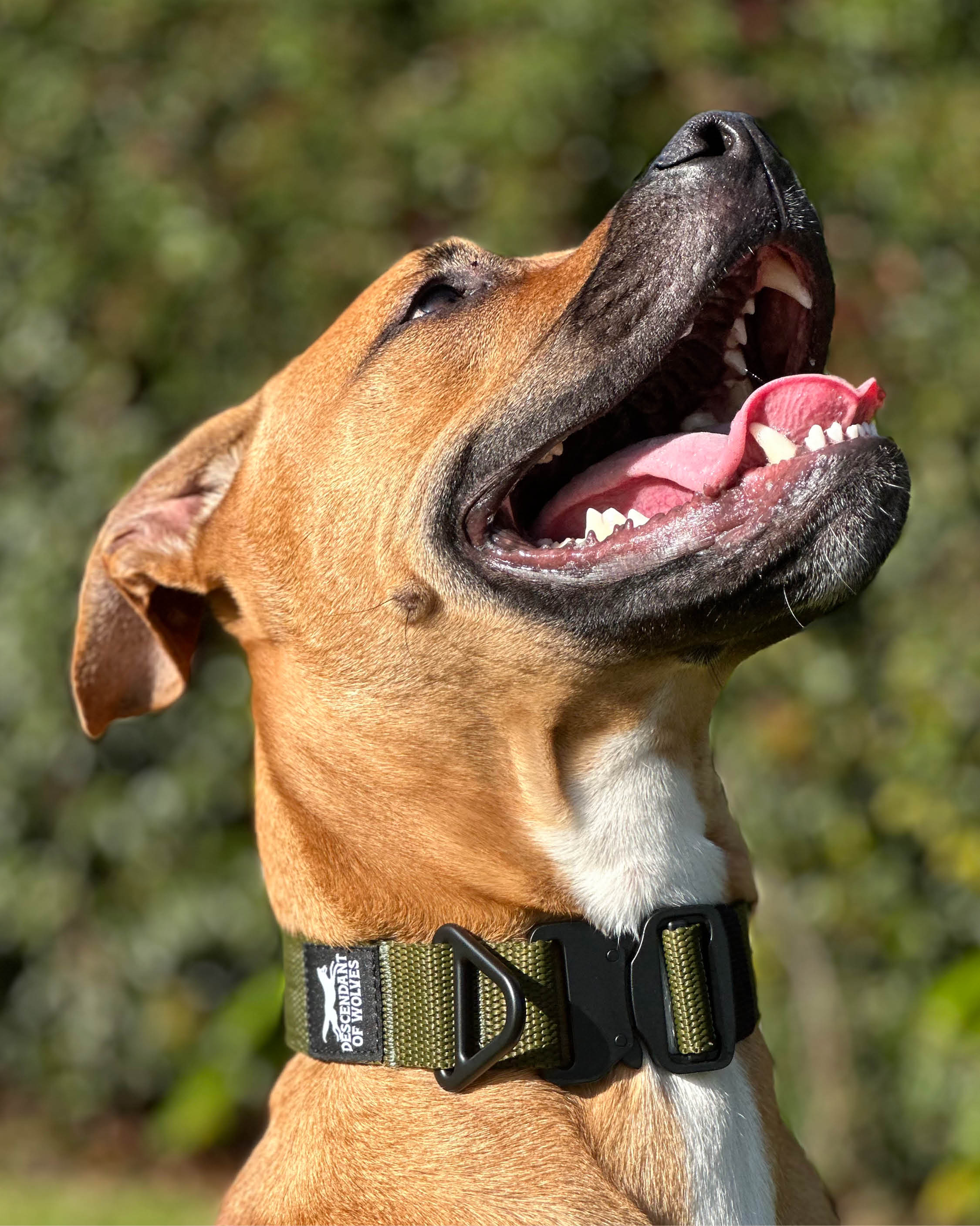 CL Tactical 'Guard' 38mm Collar