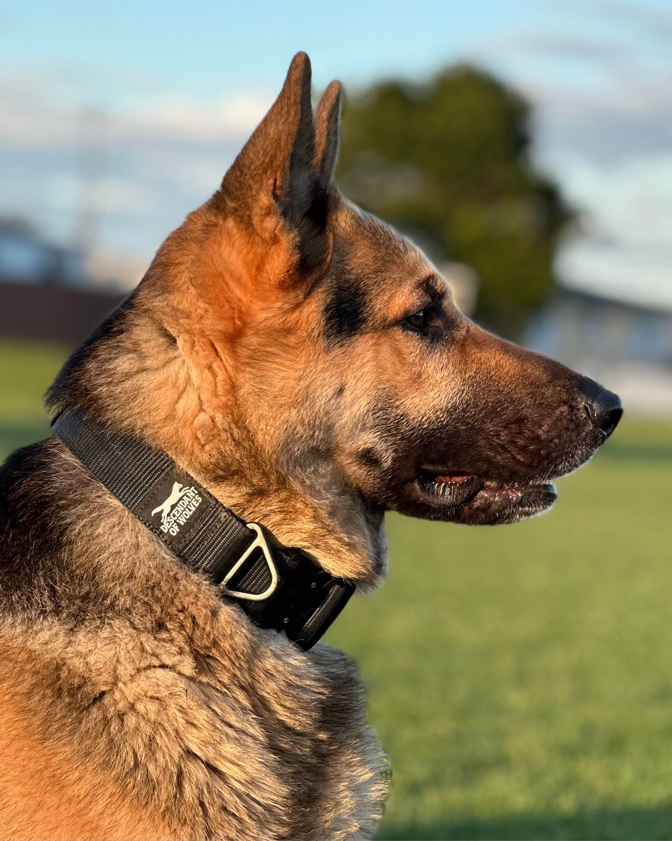 WL Tactical 'Guard' 38mm Collar