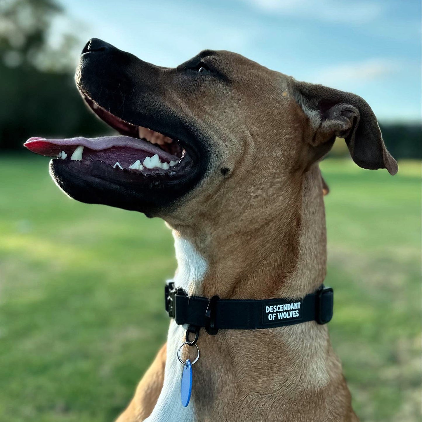 Tactical PVC Collar | 25mm Width